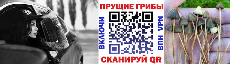 даркнет сайт  Лениногорск  Галлюциногенные грибы Magic Shrooms 
